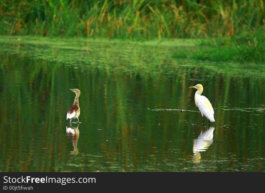 The Great Egret feeds in shallow water or drier habitats, spearing fish, frogs or insects with its long, sharp bill. It will often wait motionless for prey, or slowly stalk its victim. It is a conspicuous species, usually easily seen.