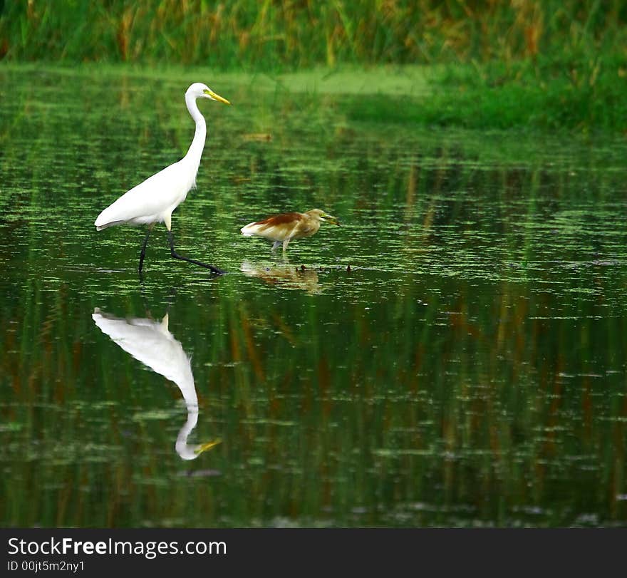 Egret