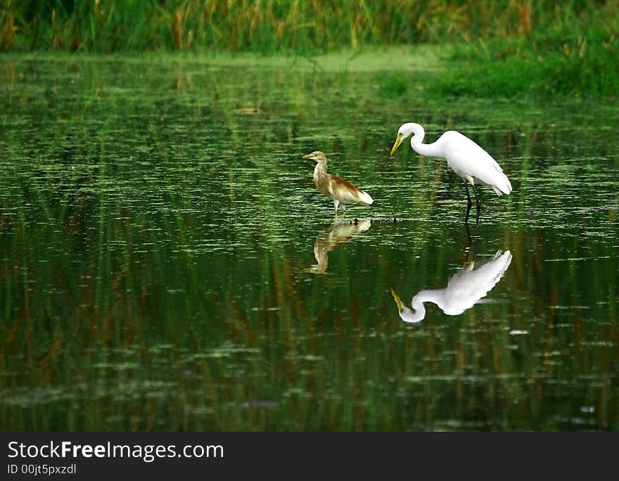 Egret