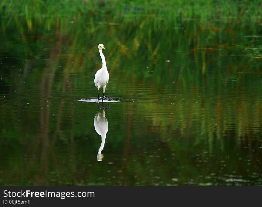 The Great Egret feeds in shallow water or drier habitats, spearing fish, frogs or insects with its long, sharp bill. It will often wait motionless for prey, or slowly stalk its victim. It is a conspicuous species, usually easily seen.