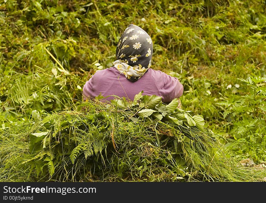 Turkish women working in tea plant in east Turkey. Turkish women working in tea plant in east Turkey