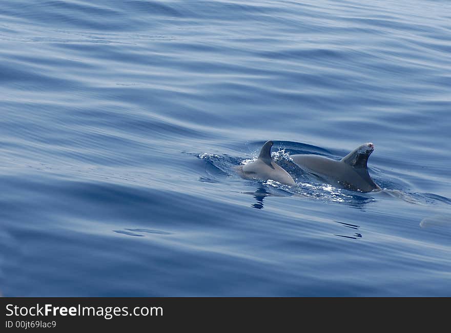 Couple of dolfince in the ocean wave. Couple of dolfince in the ocean wave