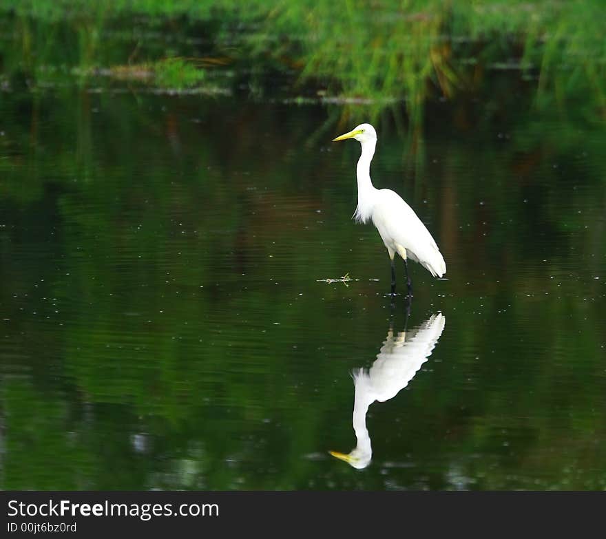 The Great Egret feeds in shallow water or drier habitats, spearing fish, frogs or insects with its long, sharp bill. It will often wait motionless for prey, or slowly stalk its victim. It is a conspicuous species, usually easily seen.