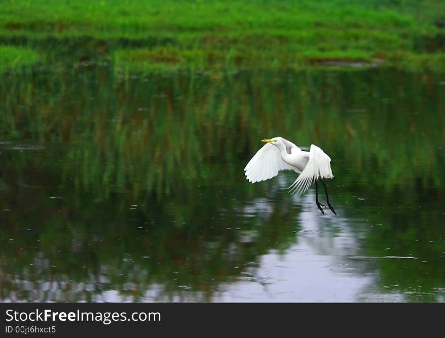 The Great Egret feeds in shallow water or drier habitats, spearing fish, frogs or insects with its long, sharp bill. It will often wait motionless for prey, or slowly stalk its victim. It is a conspicuous species, usually easily seen.