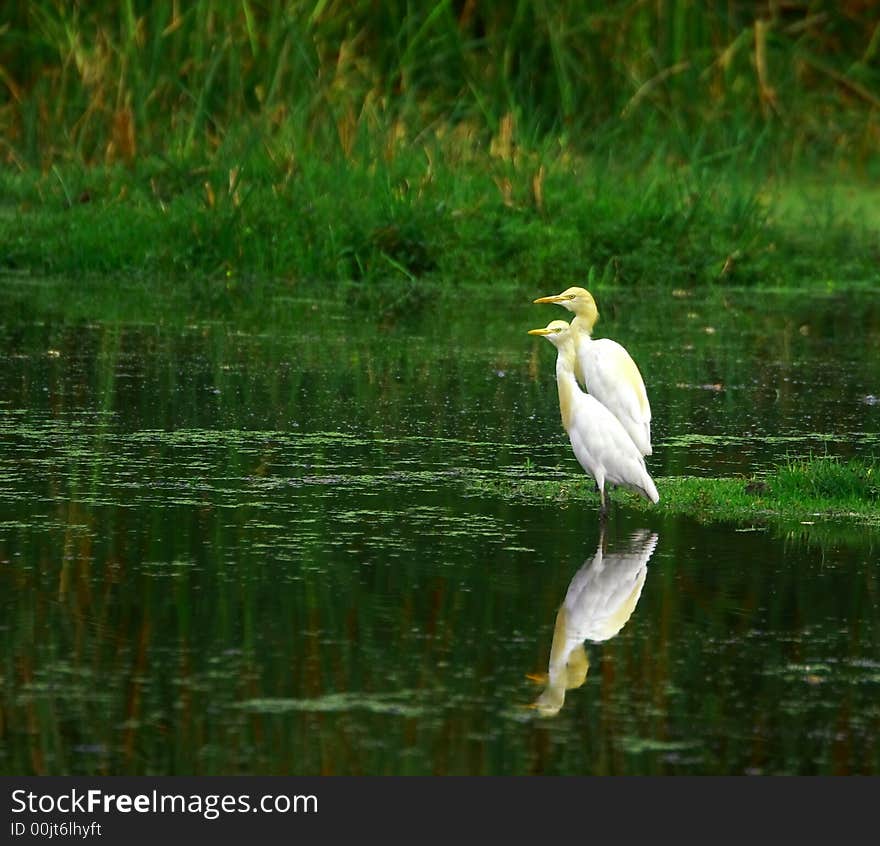 Egret