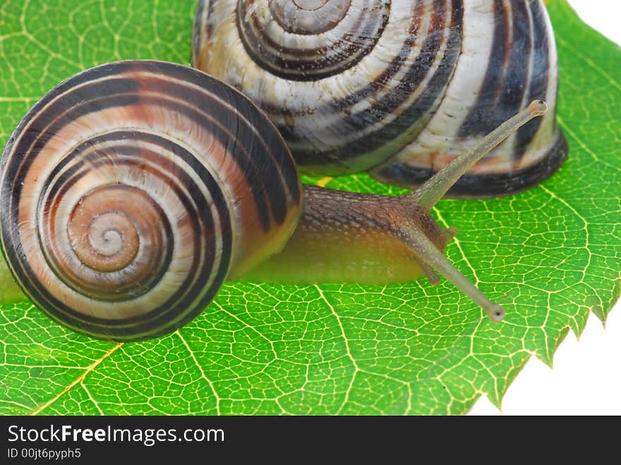 Close up of snail on green leaf