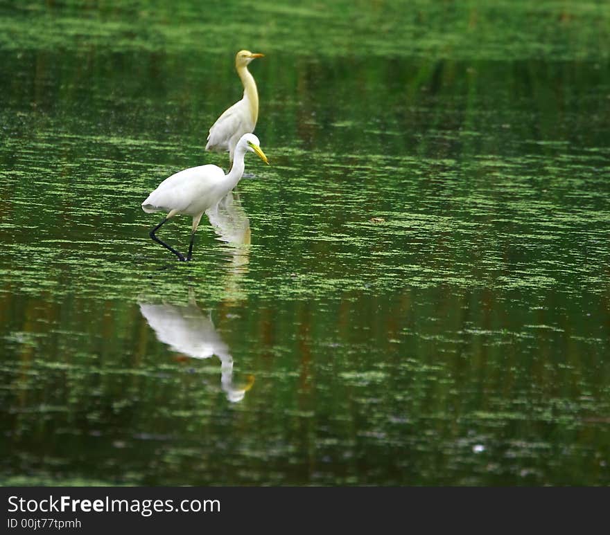 Egret Reflection