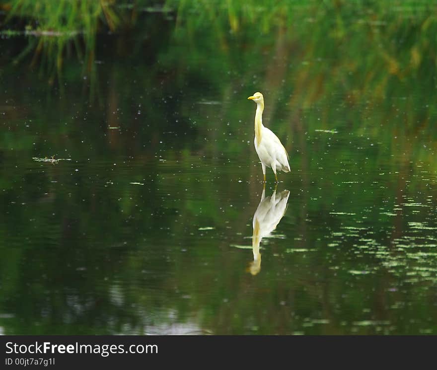 Egret Reflection