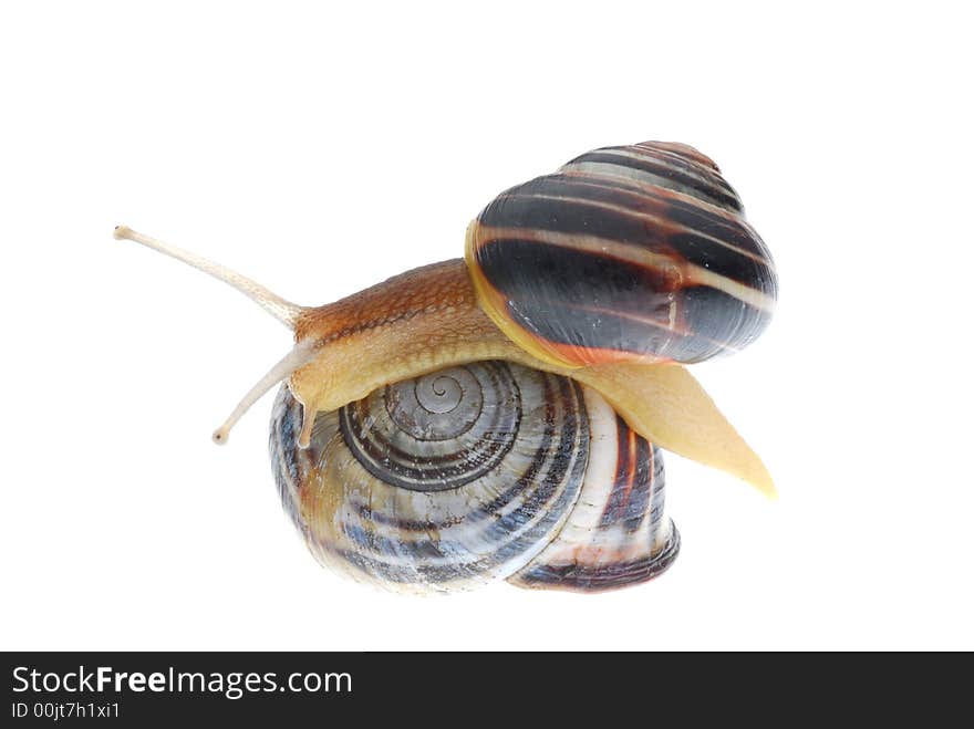 Two cute snail on white background