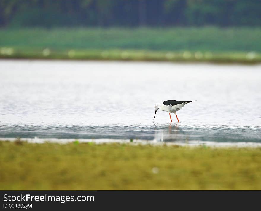 Water bird looking for prey in water. Water bird looking for prey in water