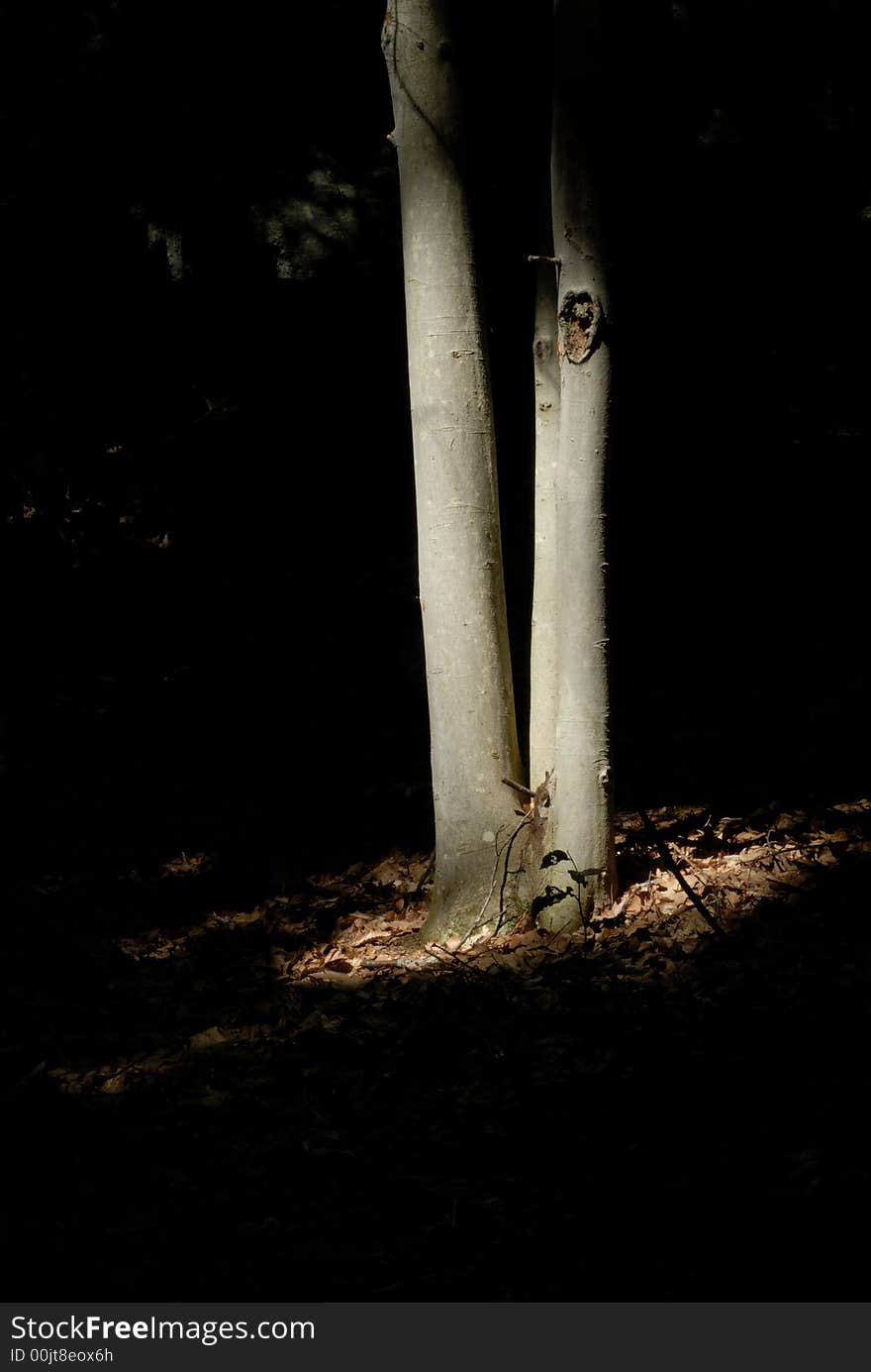 Sun highlights tree at Connors Farm in Smithfield, RI, USA. Sun highlights tree at Connors Farm in Smithfield, RI, USA