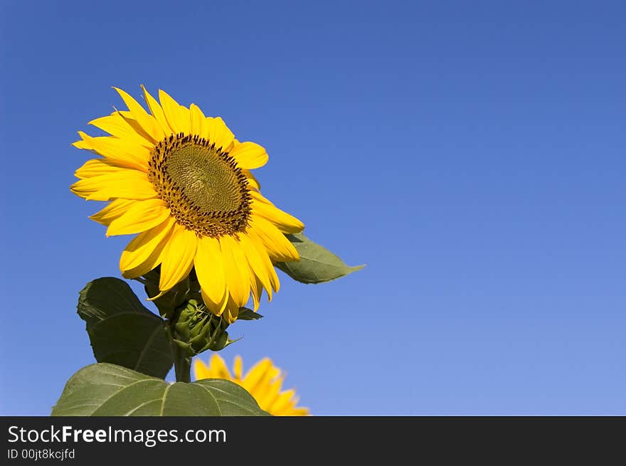 Sunflower with blue sky without clouds