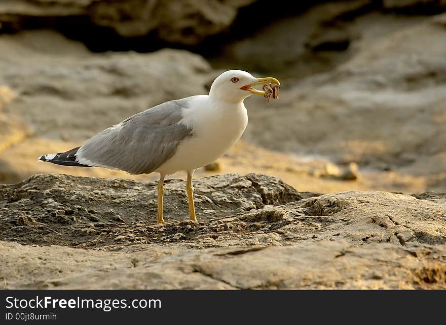 Seagull on a shore with bone in his beak.