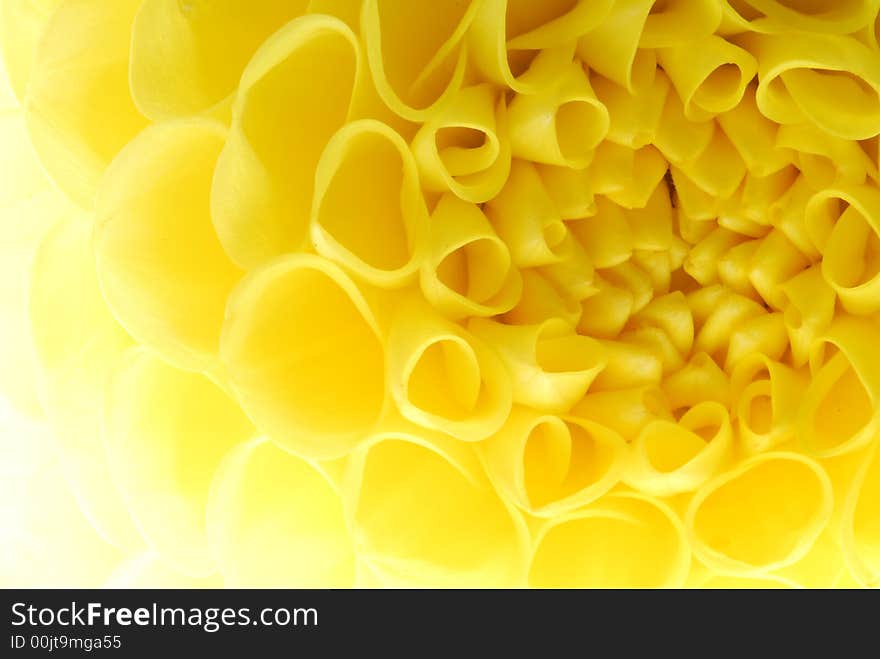 Macro photo of yellow dehlia. Macro photo of yellow dehlia