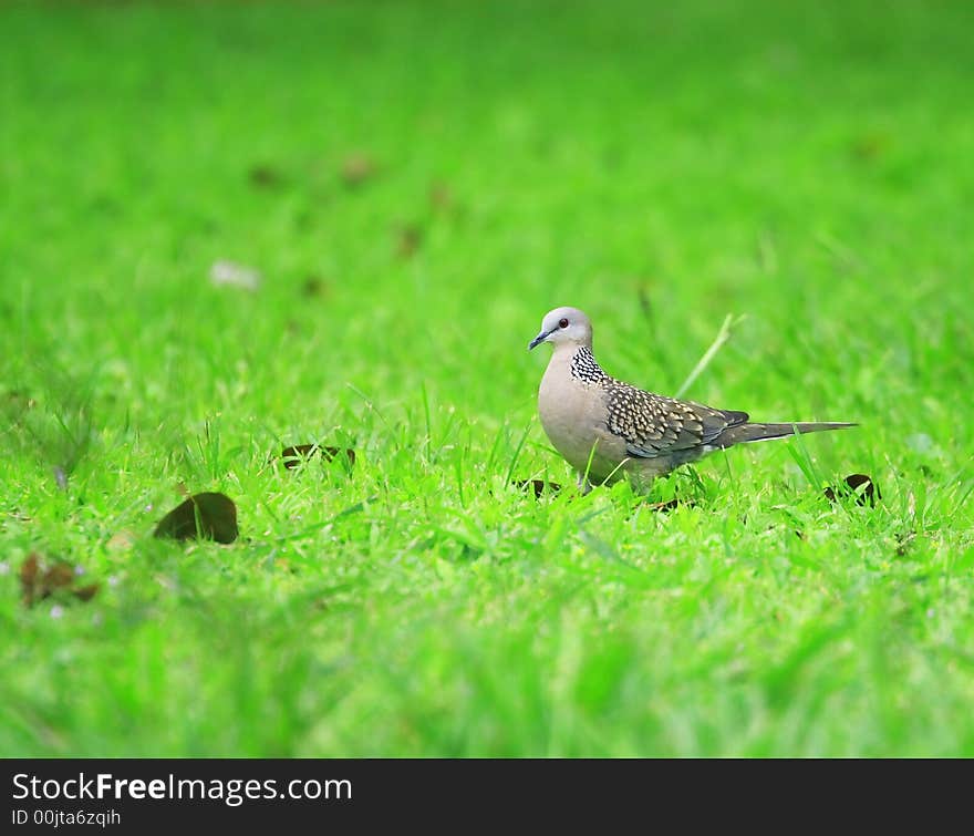 Dove is sitting on the grass land looking for prey and stalking around