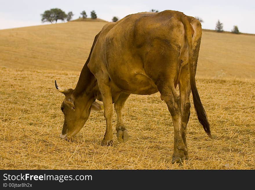 Cow on a hill at the Turkish countryside