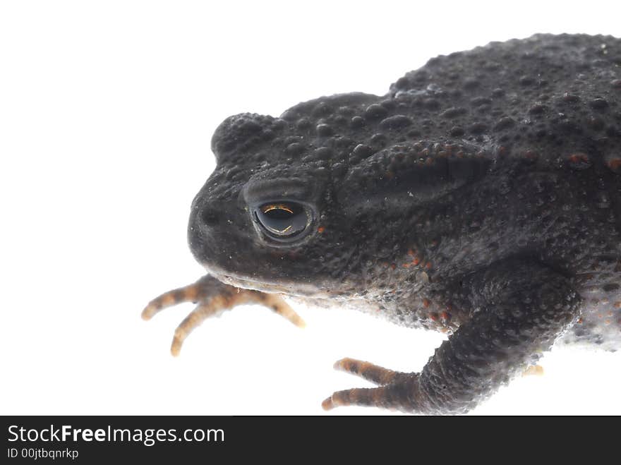 Black danish frog on white background. Black danish frog on white background