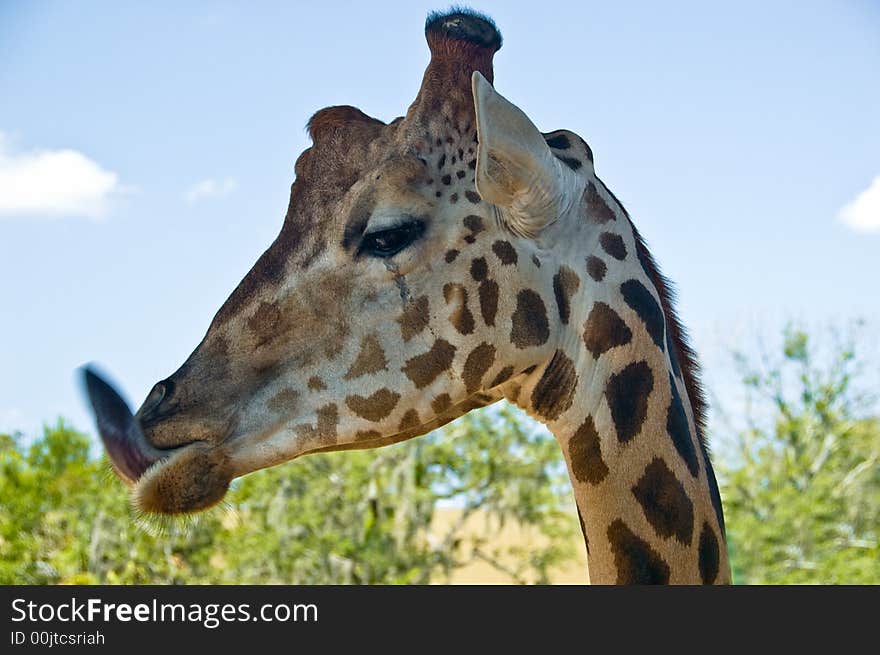 Close up of a funny girraffe sticking out tongue. Close up of a funny girraffe sticking out tongue