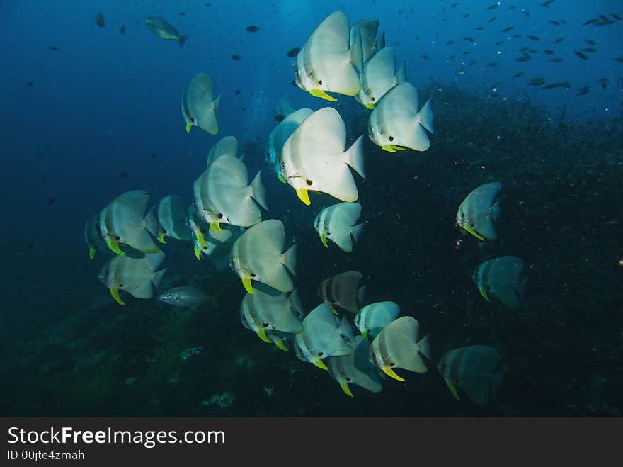 Schooling Teira batfish at Sail Rock dive site close to Koh Tao island in Thailand. Schooling Teira batfish at Sail Rock dive site close to Koh Tao island in Thailand