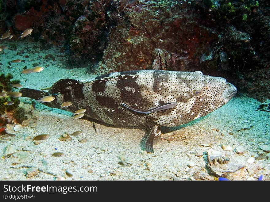 Potato grouper resting on sandy bottom at Sail Rock dive site close to Koh Tao island in Thailand