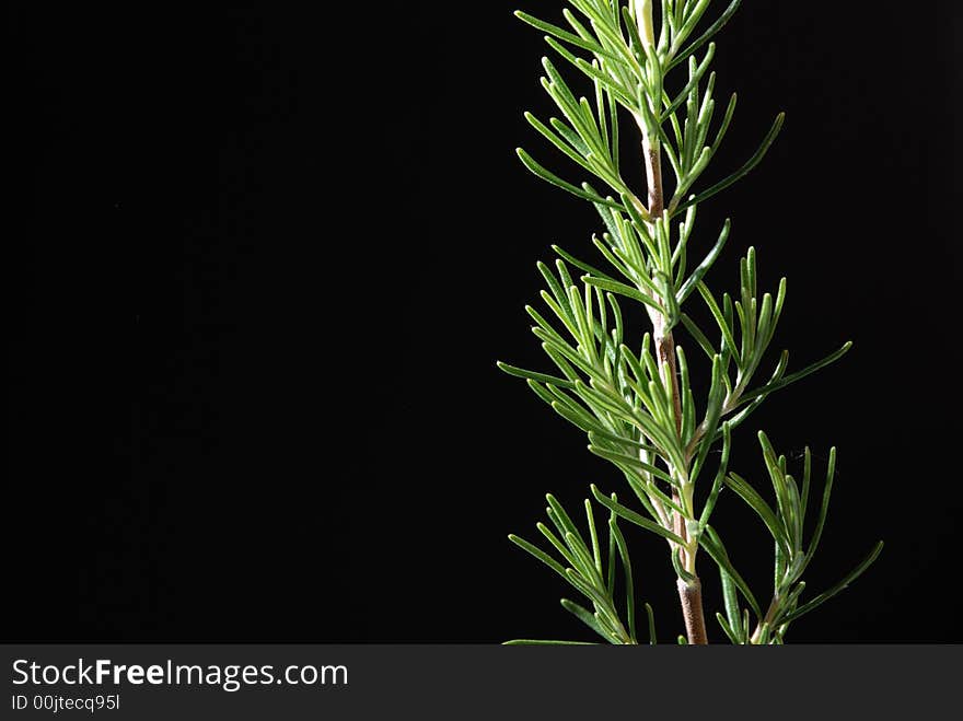 Sprig of rosemary against black background close up. Sprig of rosemary against black background close up