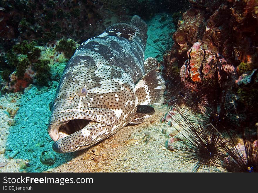 Potato grouper resting on sandy bottom at Sail Rock dive site close to Koh Tao island in Thailand. Potato grouper resting on sandy bottom at Sail Rock dive site close to Koh Tao island in Thailand