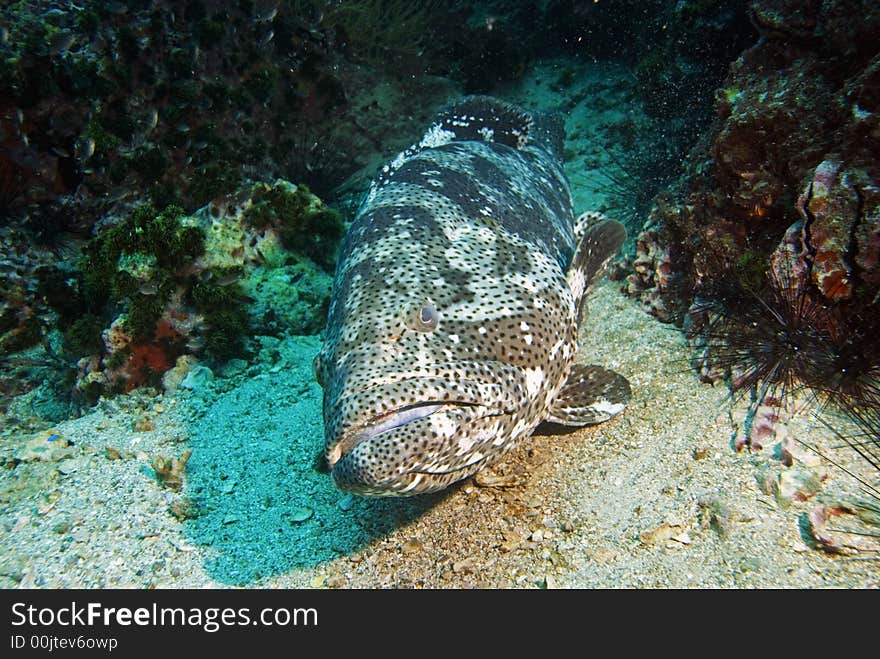 Potato grouper resting on sandy bottom at Sail Rock dive site close to Koh Tao island in Thailand. Potato grouper resting on sandy bottom at Sail Rock dive site close to Koh Tao island in Thailand