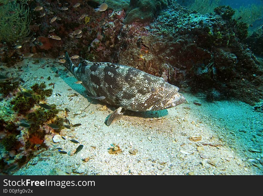 Potato grouper resting on sandy bottom at Sail Rock dive site close to Koh Tao island in Thailand. Potato grouper resting on sandy bottom at Sail Rock dive site close to Koh Tao island in Thailand