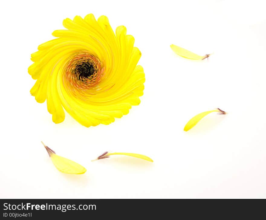 Beutiful yellow flower on white background. Beutiful yellow flower on white background