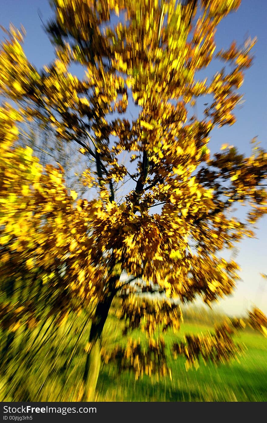 Autumn tree, colourful and beautiful zooming effect