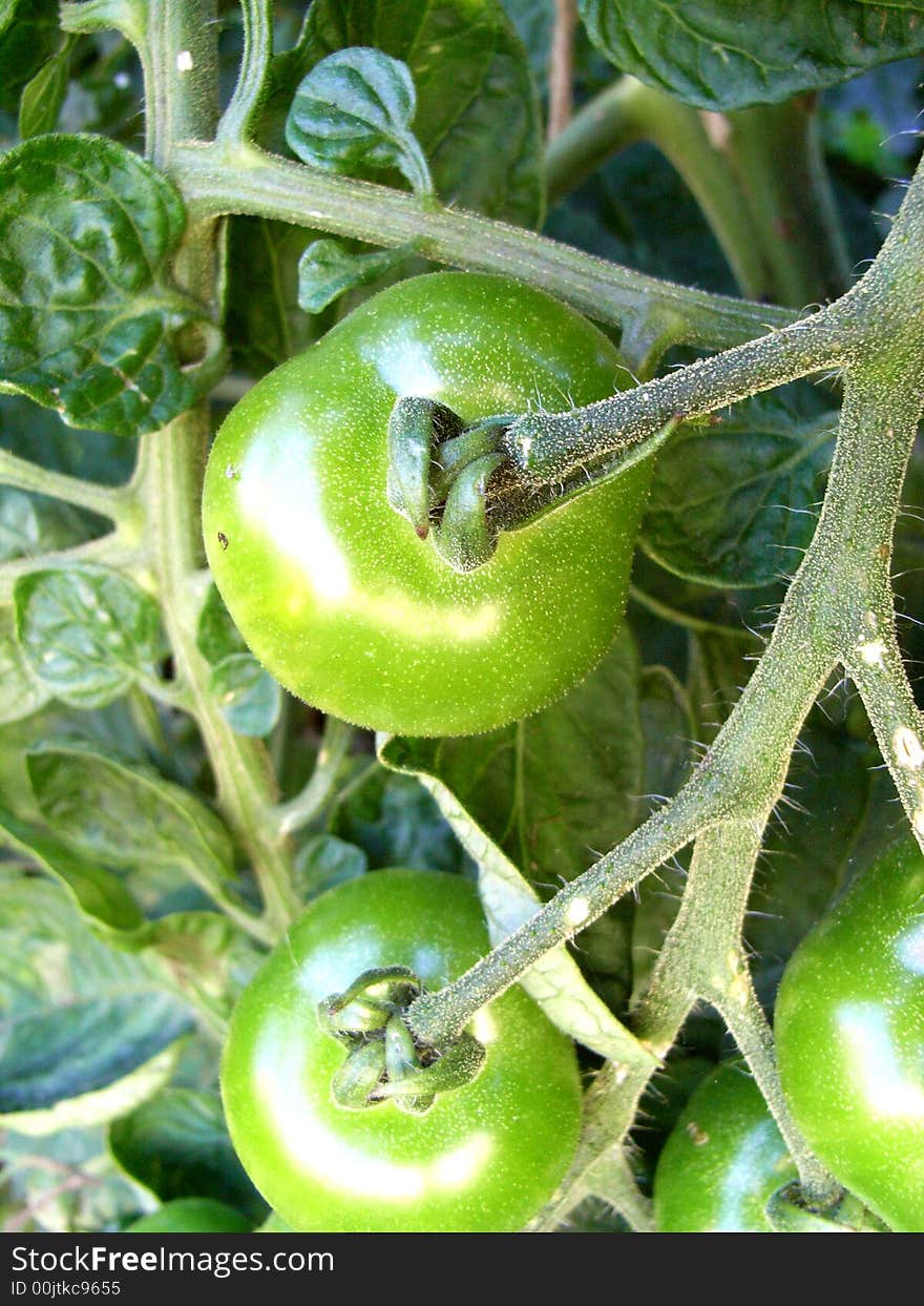 Green Tomatoes 7