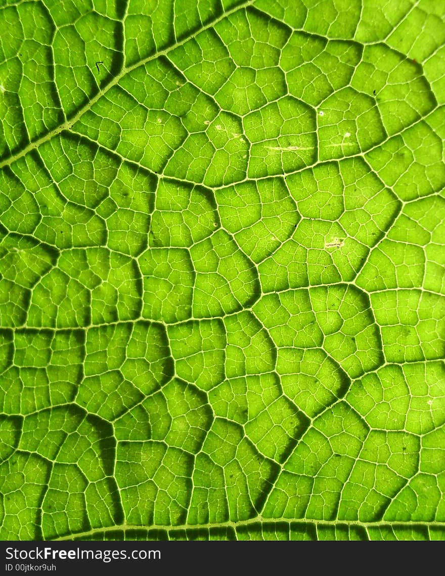 A close up photographic image the underside of a green leaf. A close up photographic image the underside of a green leaf.