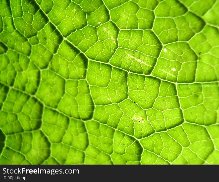 A close up photographic image the underside of a green leaf. A close up photographic image the underside of a green leaf.