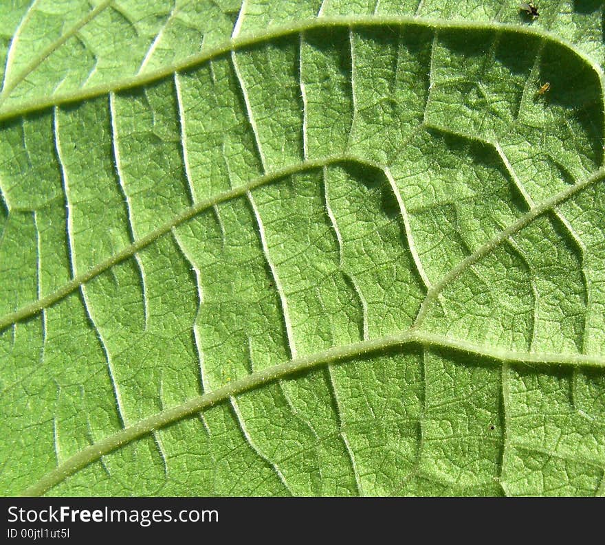 A close up photographic image the underside of a green leaf. A close up photographic image the underside of a green leaf.