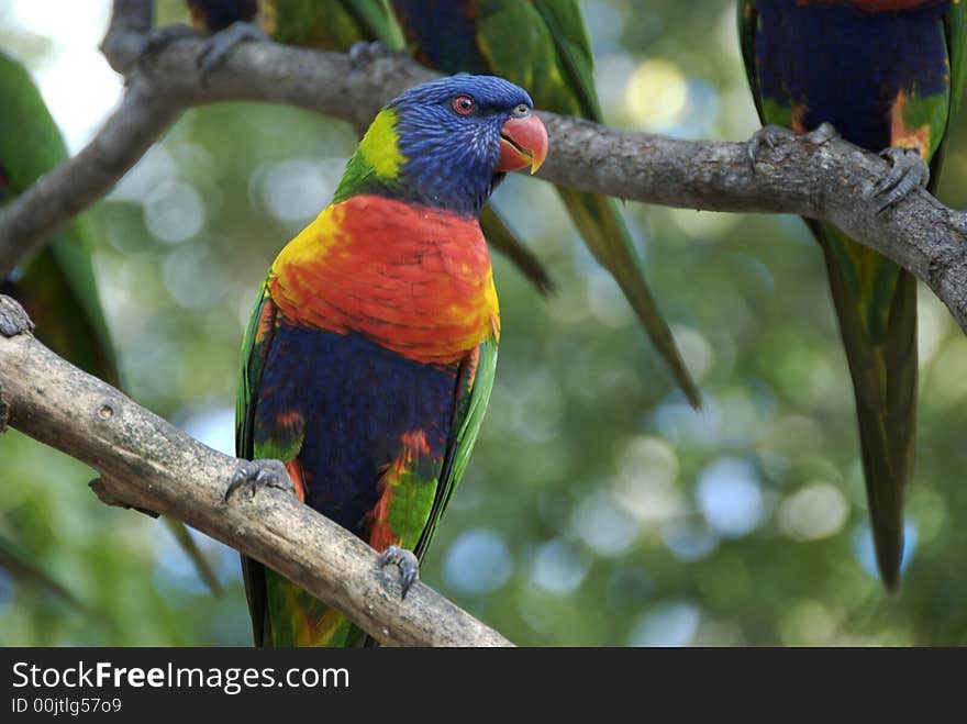 A colorful lorakeet sitting on a branch