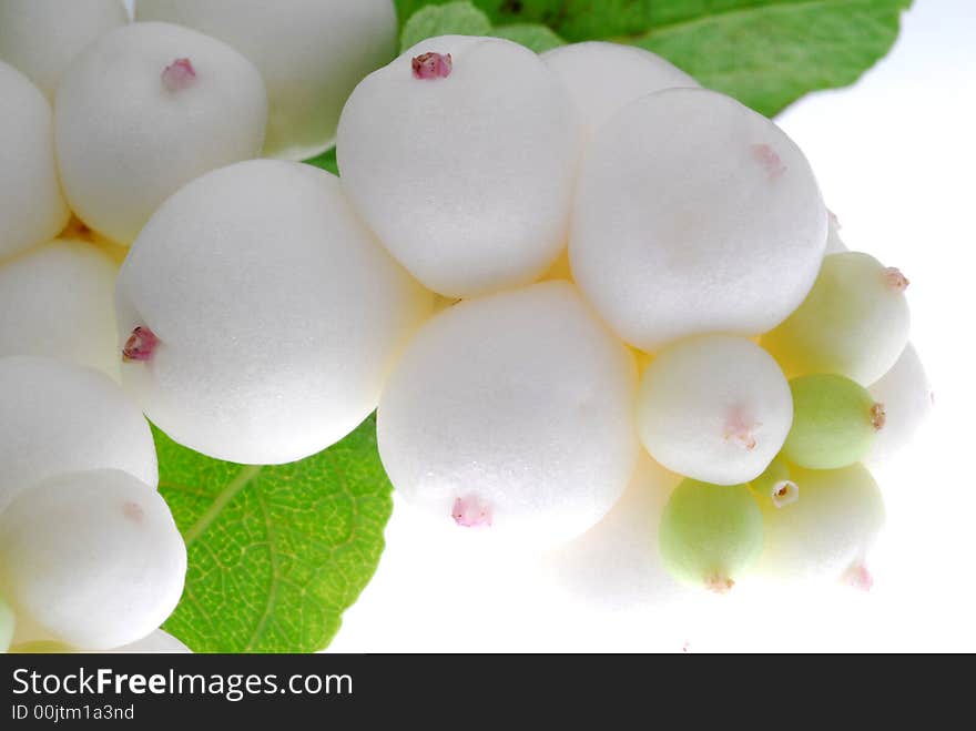 Close up of snow pearl on white background