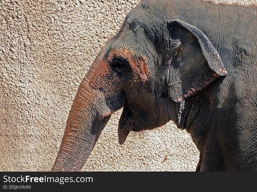 Asian Elephant