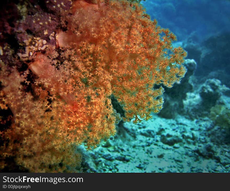 Orange Soft Coral