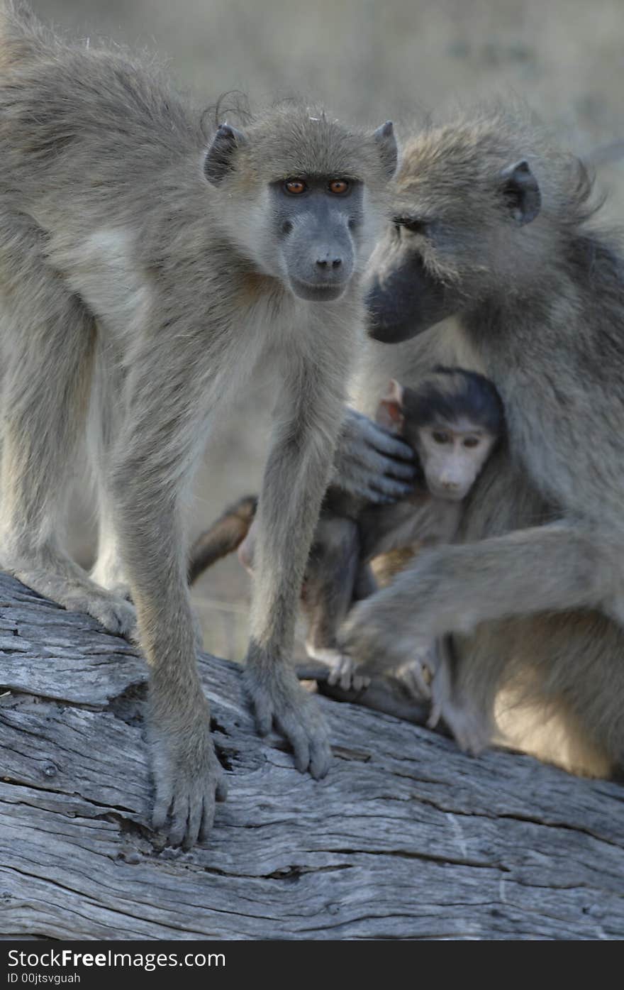 Family Of Chacma Baboons