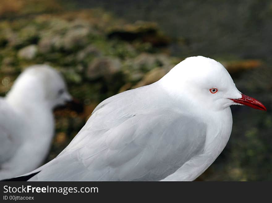 A gull appears to be lost in thought with another seagull blurred in the background. A gull appears to be lost in thought with another seagull blurred in the background.