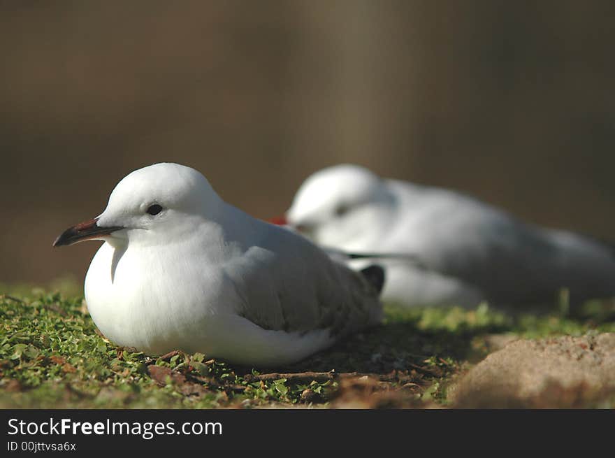 Resting Gulls