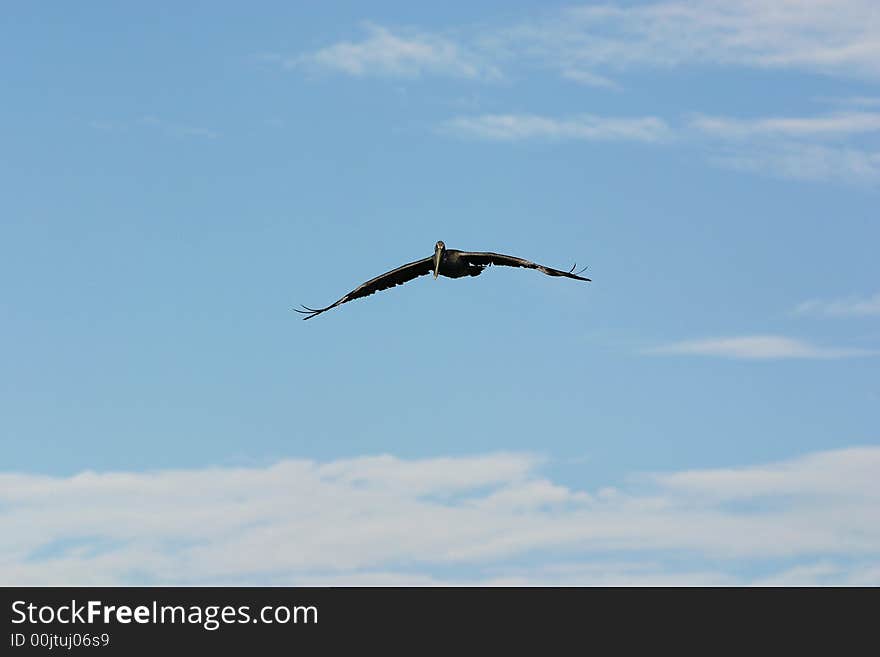 Single large brown pelican gliding towards the camera. Single large brown pelican gliding towards the camera.