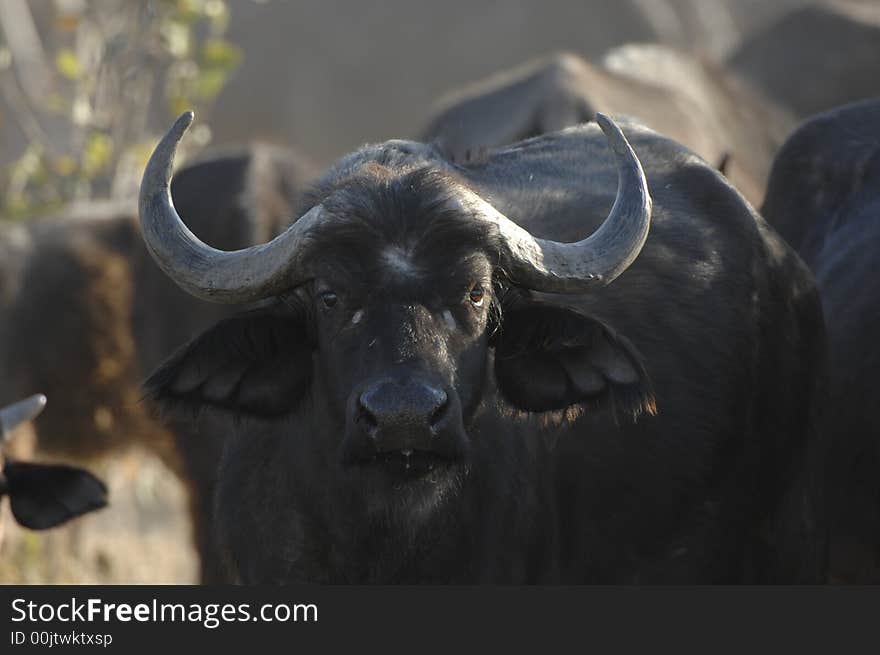 Close up of African Buffalo in Moremi Game Reserve, Botswana