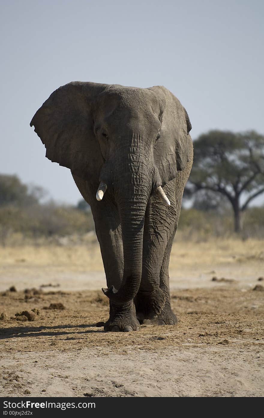 Lone Male Elephant Walking in Chobe National Park in Botswana