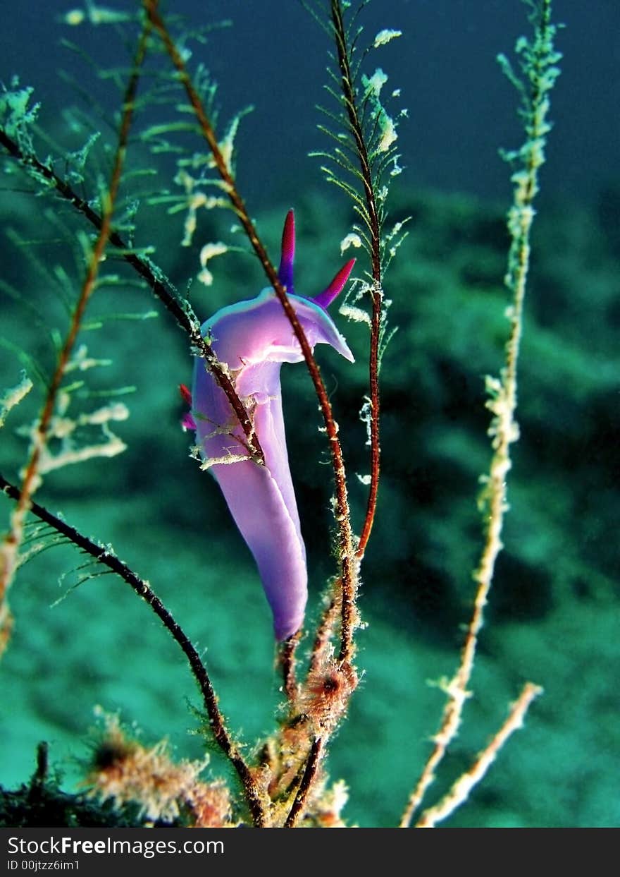 A nudibranch that eats corals, especially stinging corals. A nudibranch that eats corals, especially stinging corals.