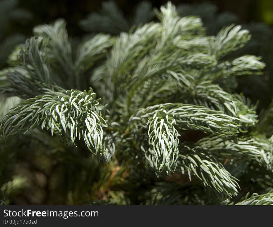 A plant with a smooth flame shaped background