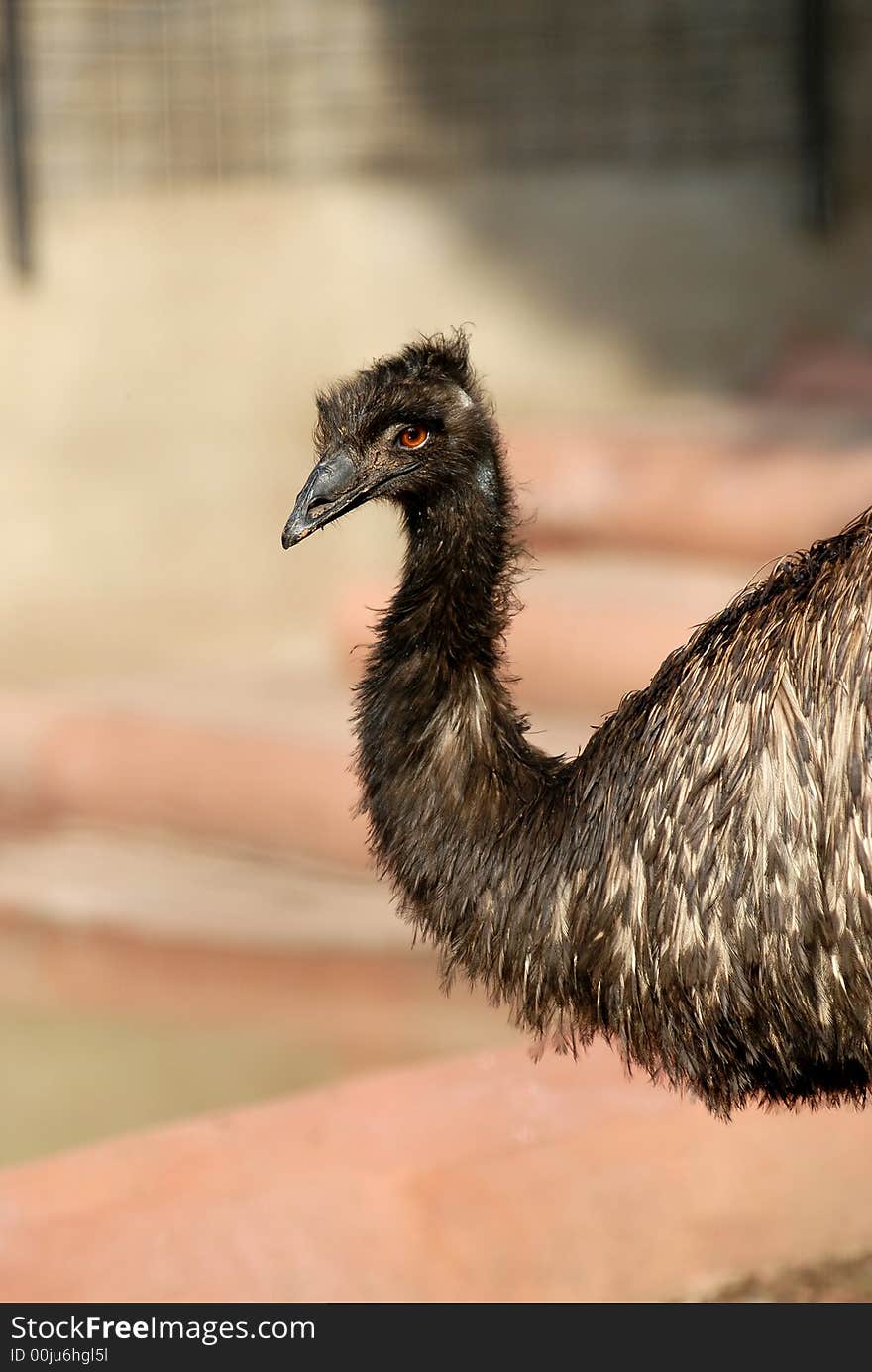 Ostrich Emu