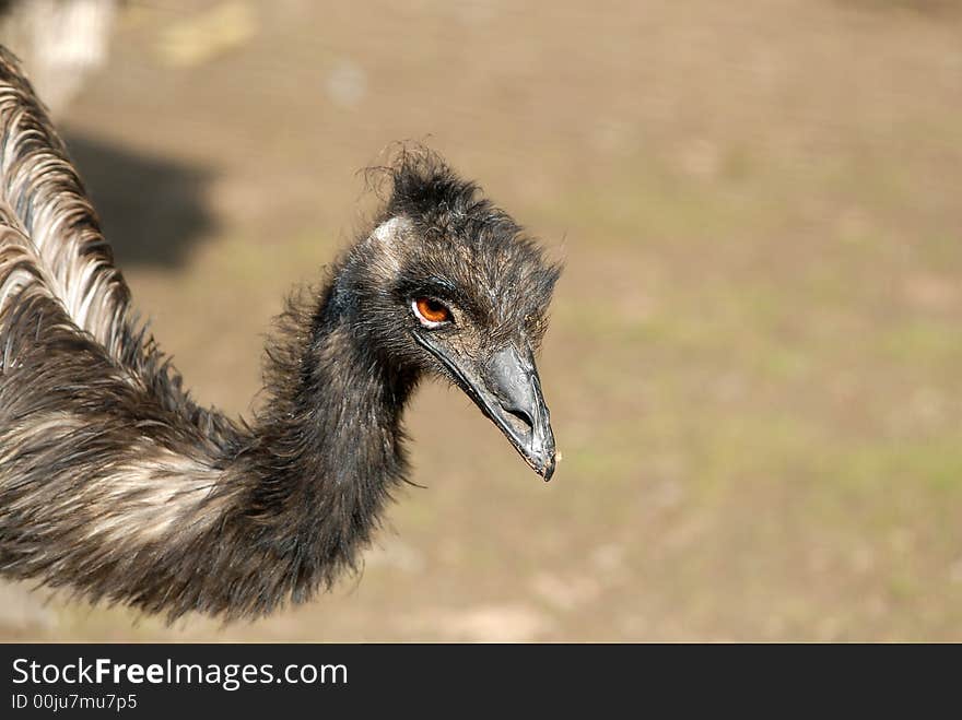 Ostrich Emu