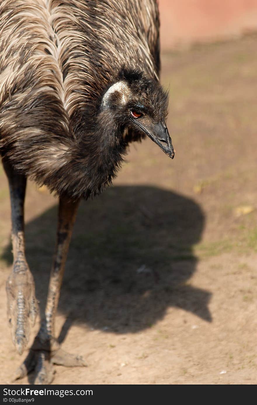 Ostrich Emu