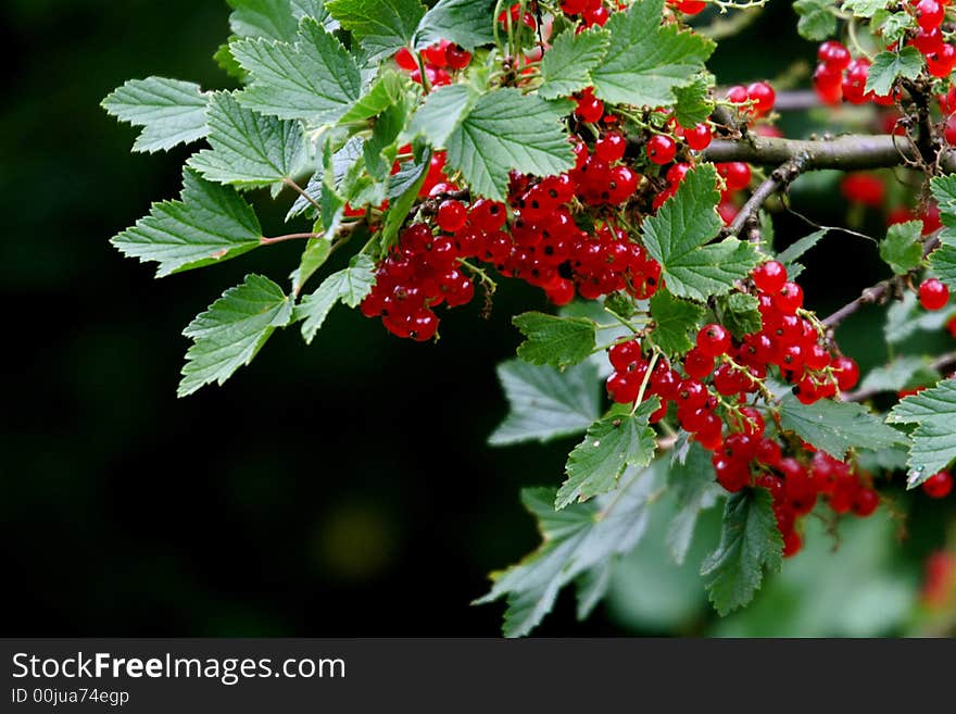 Nice illustration of garden life: red currant